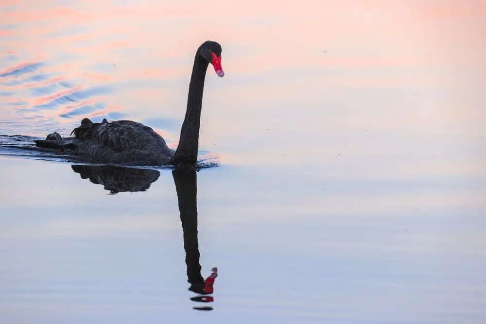 Cisne negro em um lago, representando o conceito de antifragilidade, cunhado por Nassim Taleb.