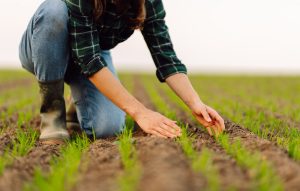 imagem mostra uma mulher trabalhando na plantação
